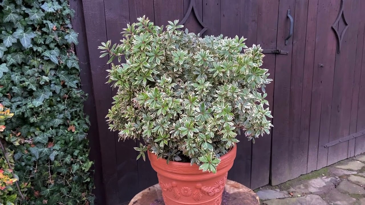 Pieris Japoński ,Little Frosty&rsquo; - zimozielony krzew idealny do małych ogrod&oacute;w i donic 