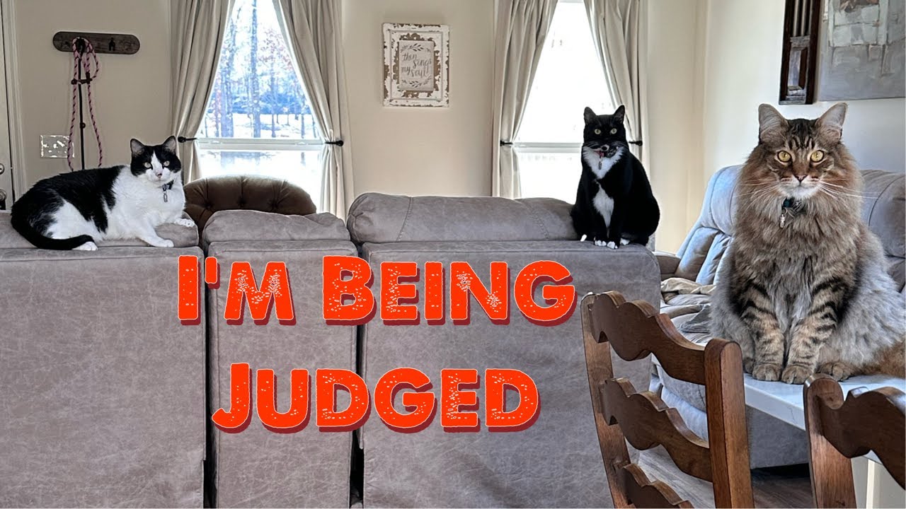 I told Willow I was going to Foster, and she would lose her kitty room.