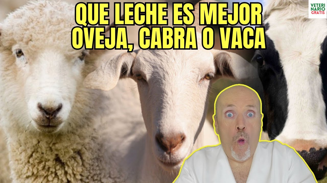 🧐 &iquest;QUE LECHE ES MEJOR LA DE VACA LA DE CABRA O LA DE OVEJA? 🧐