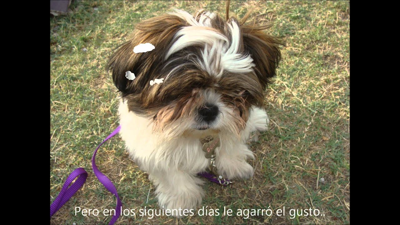 Donna de 3 meses (Shih Tzu puppy)
