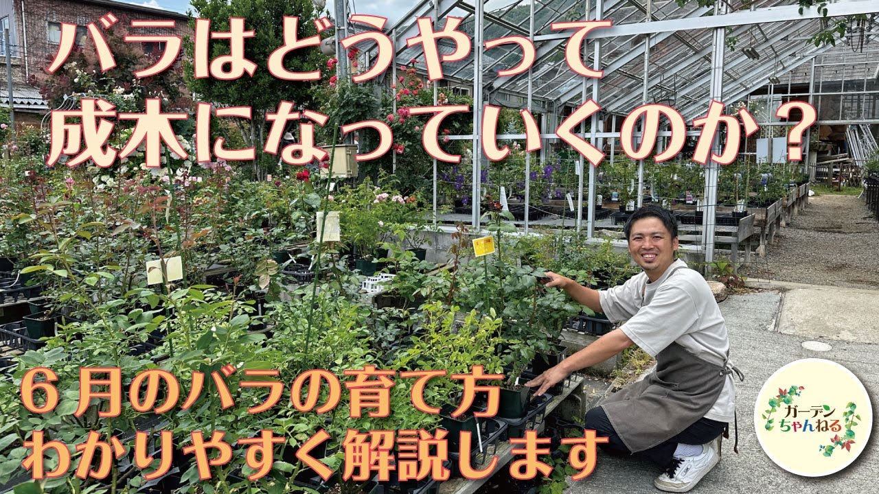 6月のバラの育て方とバラがどう育っていくのかをじっくりお話ししてみました。