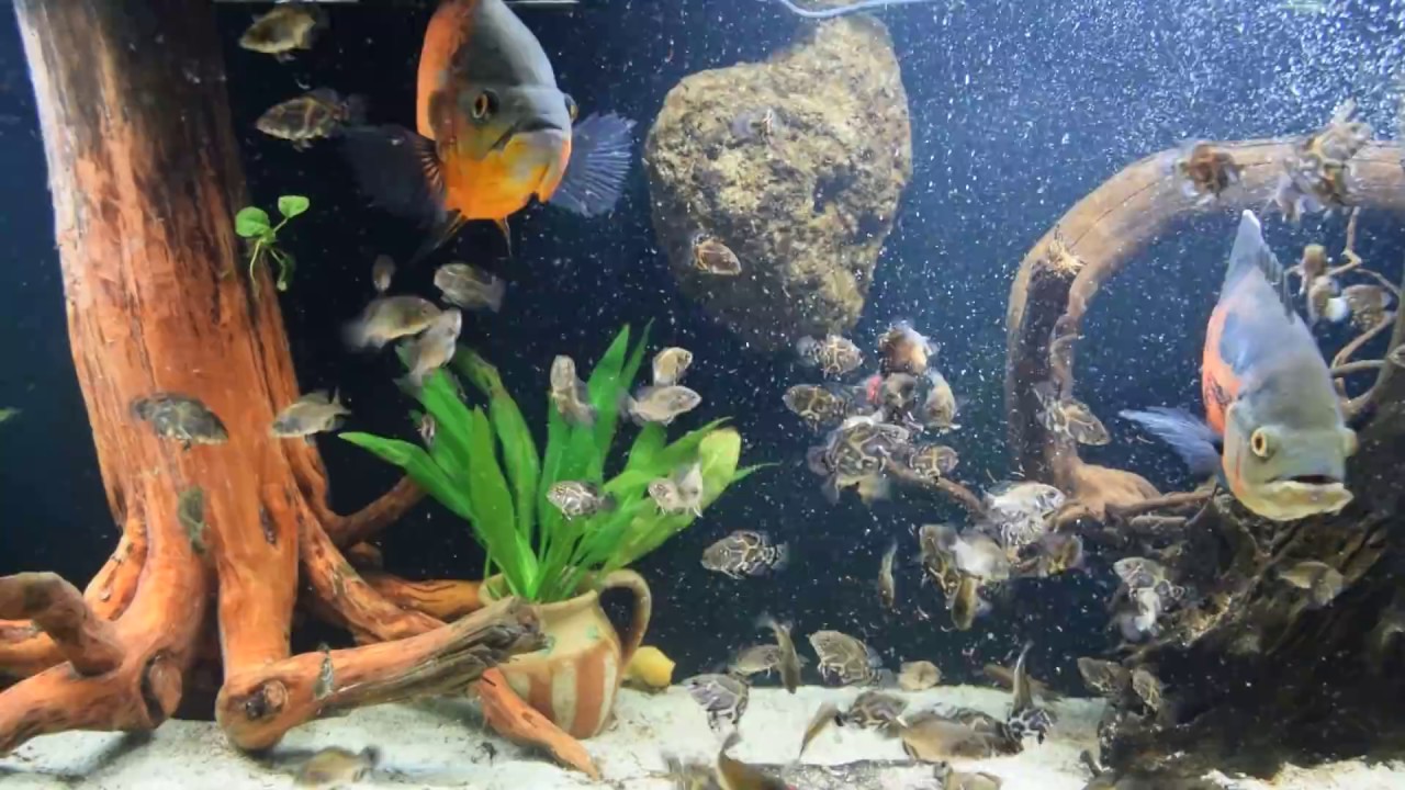 My Astronotus ocellatus and their 10 week fry