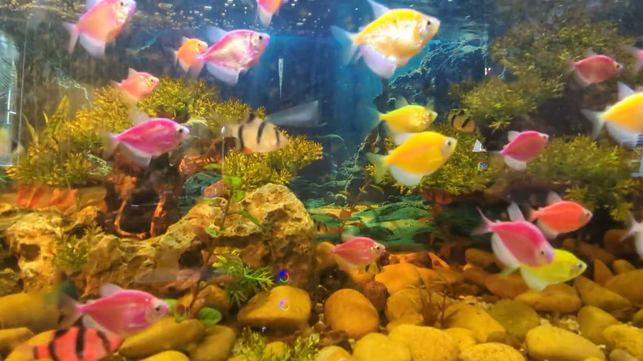 Fish of the Day #Fish #CATTV #Seafood