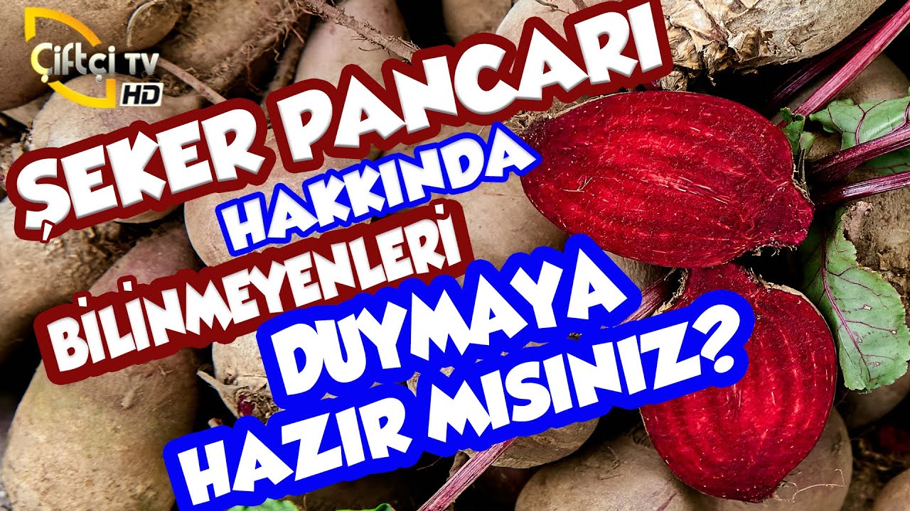 Şeker Pancarı Hakkında Bilinmeyenler  - TARLA BİTKİLERİ #tarım #çiftçi #üretim