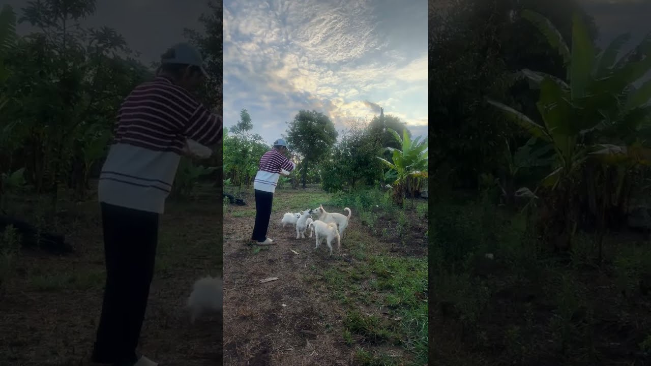 Cloudy Morning with My Cute Pets 🐒🐶☁️