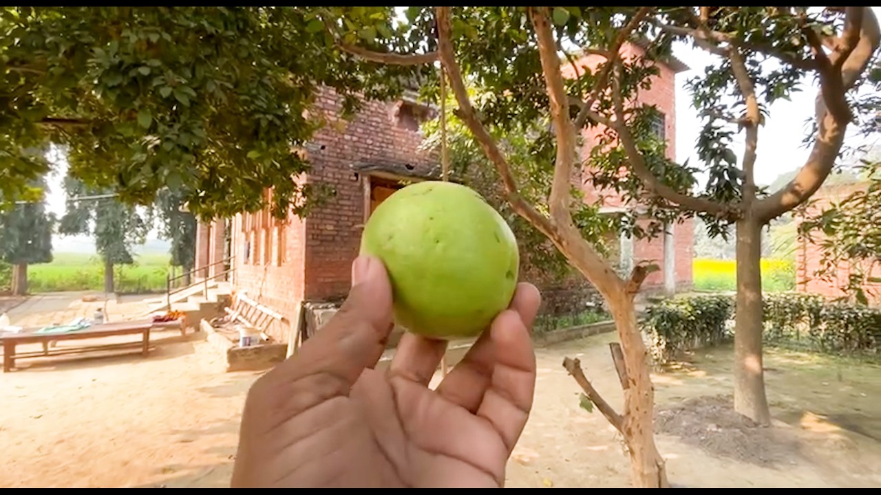 Guava plant