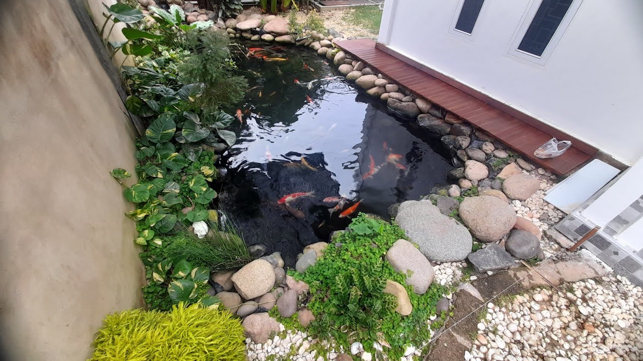 Kolam Nuansa Alam Tanpa Semen,kolam koi natural