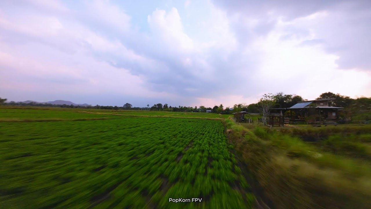 แปลงนา 🌾 กับต้น 🌴🌳 ยามเย็นก่อนตะวันตกดิน 🤤 ที่ ปุญ-นา-วิถี l FPV