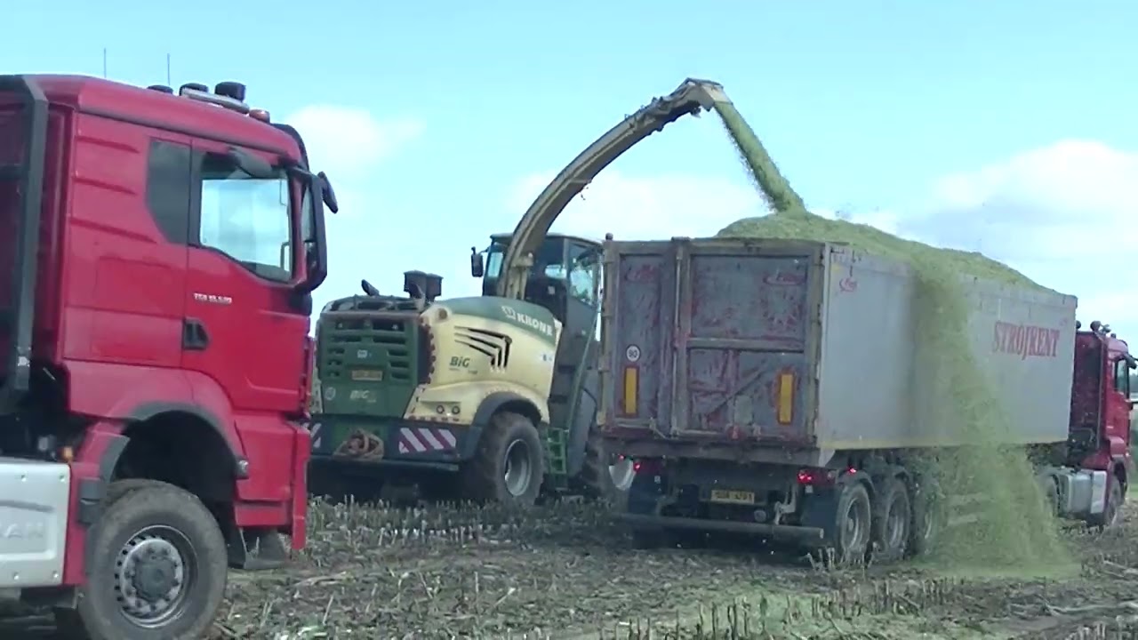 Sklizeň Kukuřice 2025 s Krone Big X 1180,3x Man a Tatra Phoenix