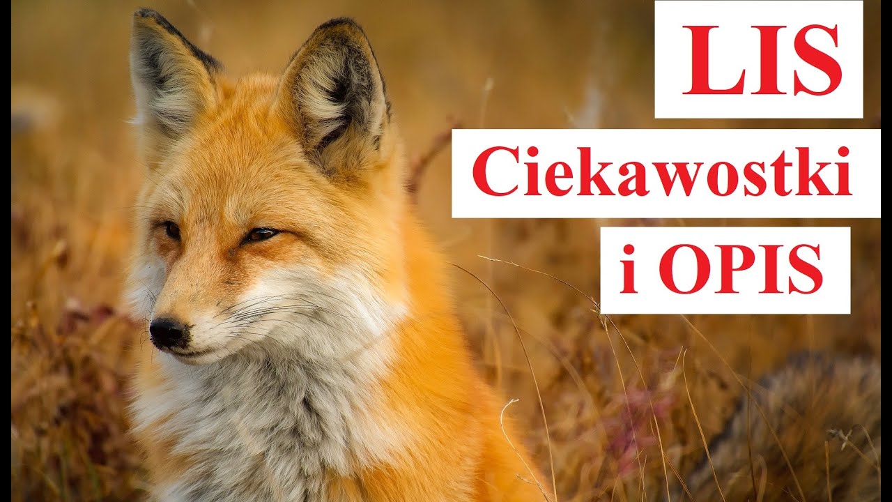 LIS - Ciekawostki i Opis