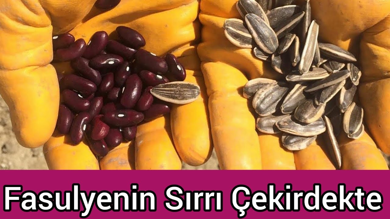 Fasulye Yetiştirmek İstiyorsan Yanına  Ay Çekirdeği Ek