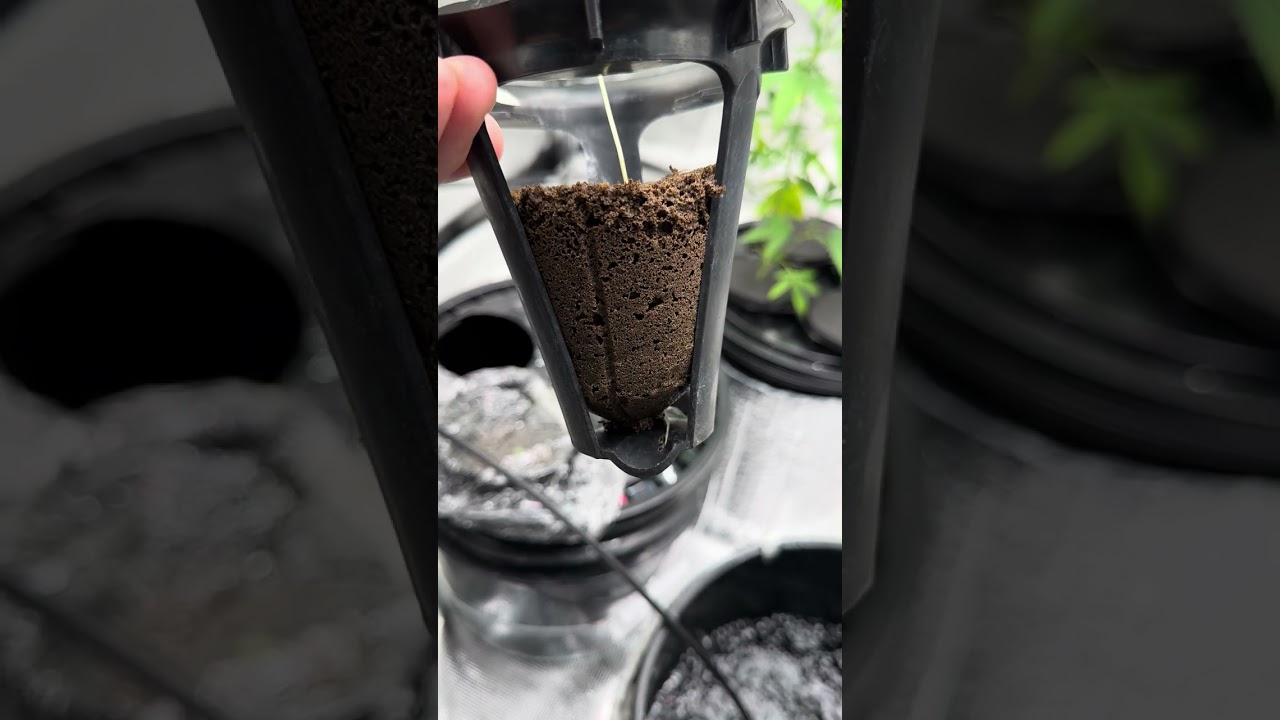 HydroBucket Success: Grow Autoflower Seeds Like a Pro in Our Hydroponic System