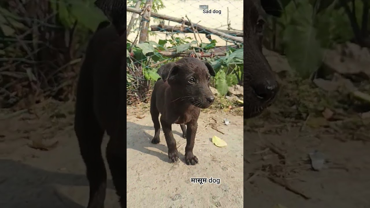 Cute Puppy Ka Funny Aur Khatarnak Moment 😱🐶 | Dog Shorts 