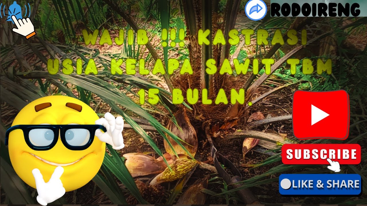 WAJIB KASTRASI DI USIA KELAPA SAWIT TBM 15 BULAN.