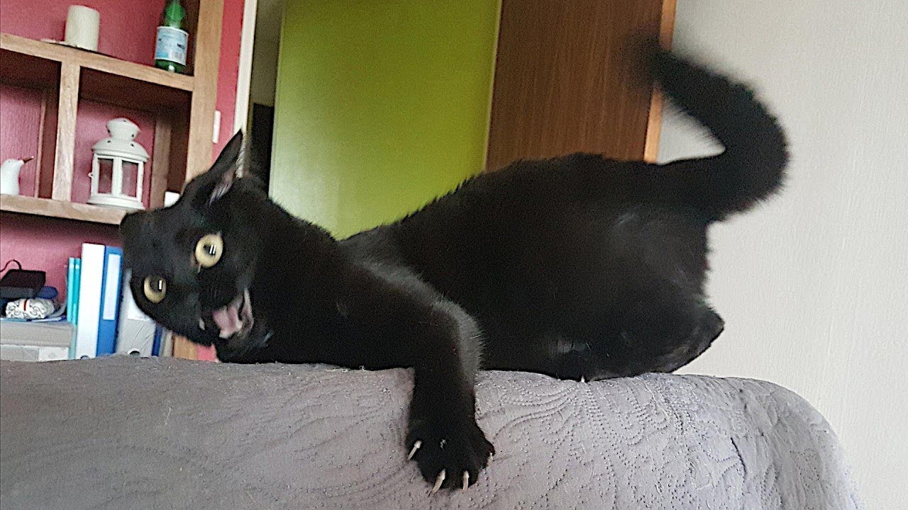 CATS: Masters of Chaos and Laughter