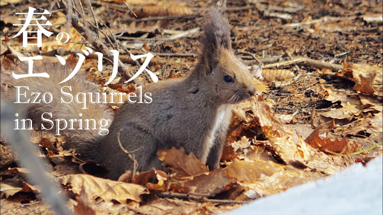 春のもふもふエゾリス Ezo Cute Squirrels in Spring |  LUMIX G9 PRO＋100-300mm / F4.0-5.6 II / POWER O.I.S.