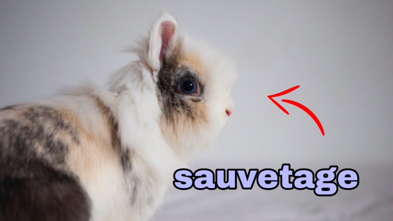 Sauvetage d’un lapin !