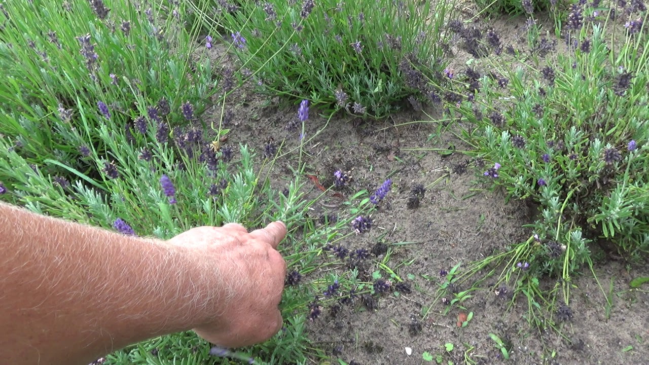 Jak przyciąć Lawendę?