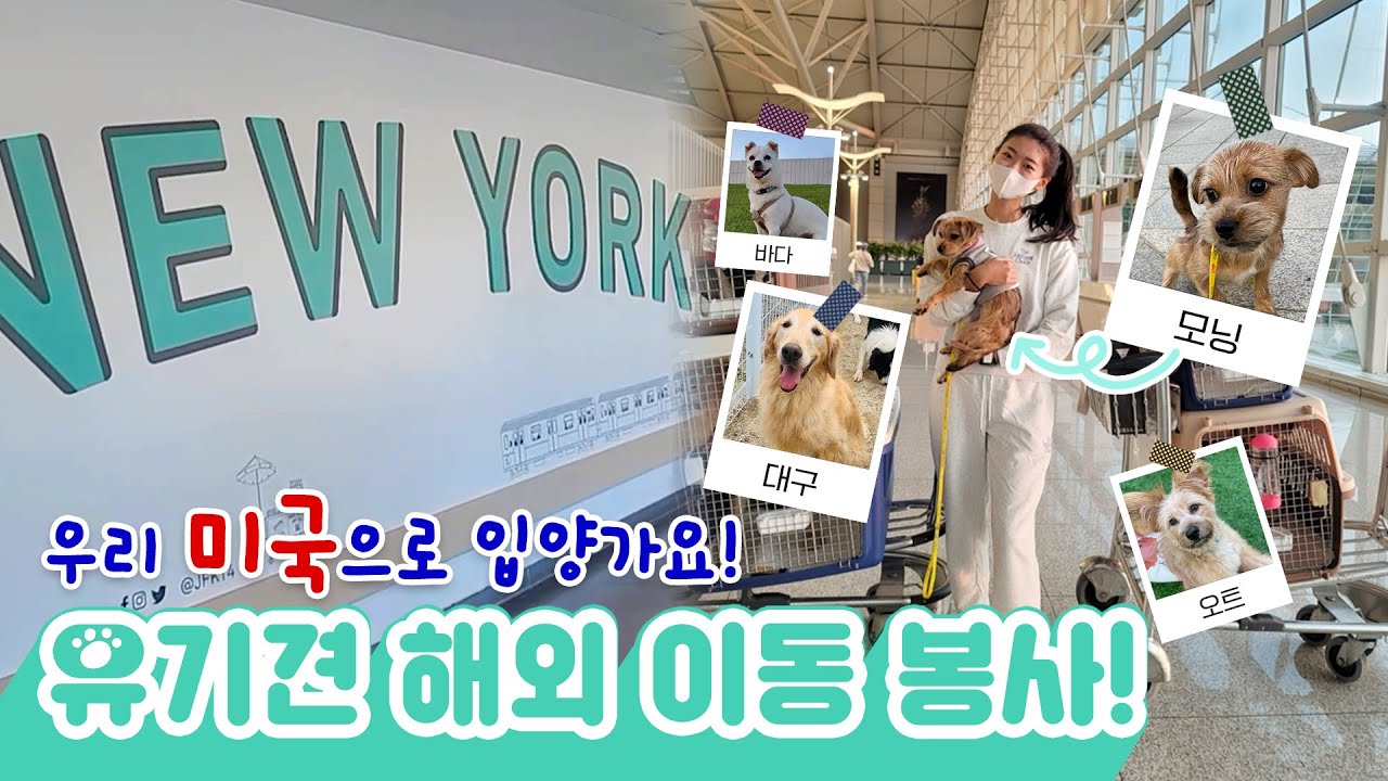 유기견 해외 입양 이동 봉사했어요! 🐕‍🦺✈ ㅣ해외 이동 봉사 방법과 주의사항🤷‍♀️