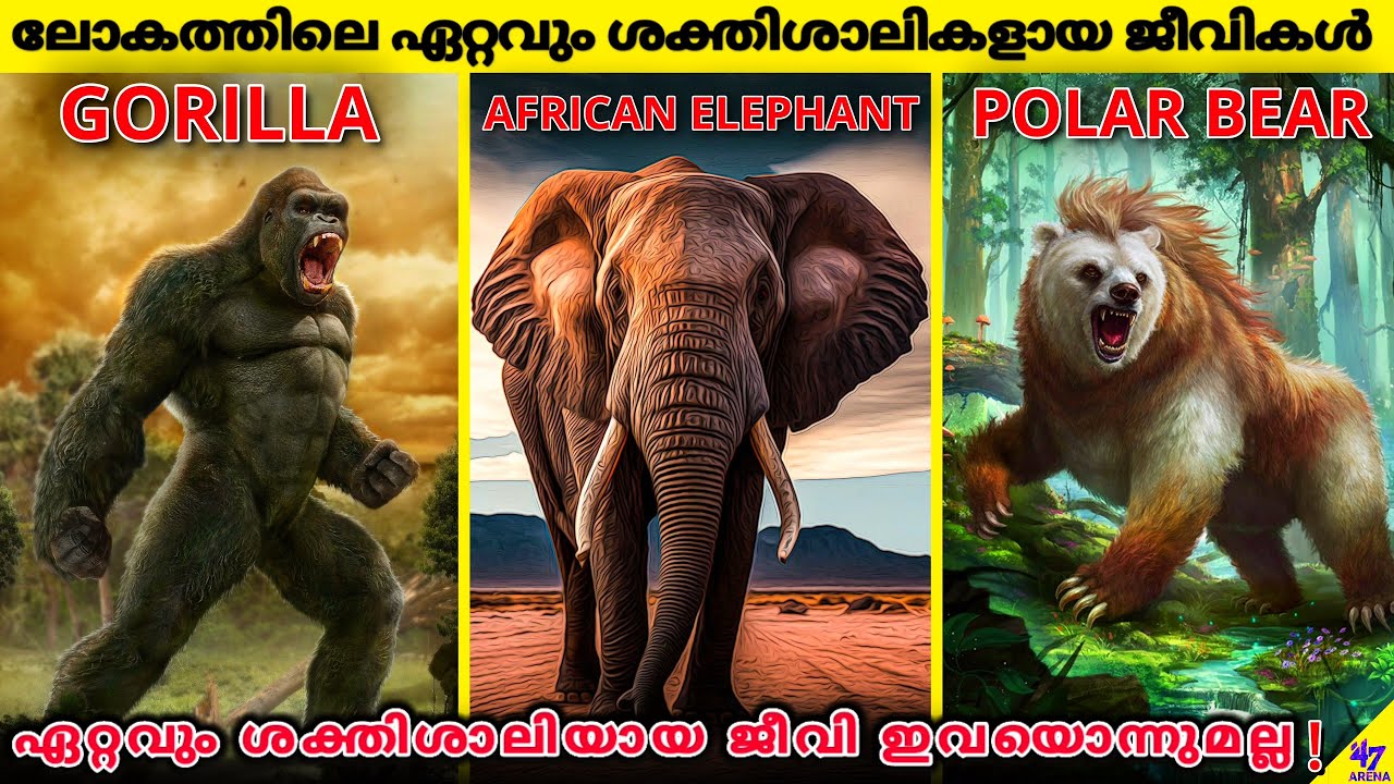 Earth's Strongest Animals Are Not What You Might Expect | Facts Malayalam | 47 ARENA