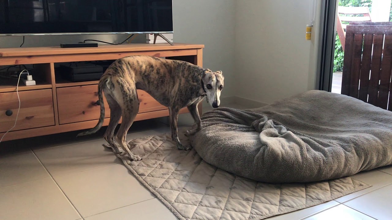 Grumpy Whippet Lost His Ball, Calls for Help