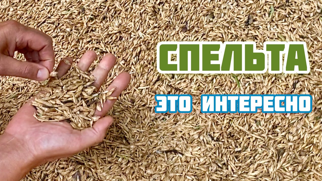 Спельта - интересная культура