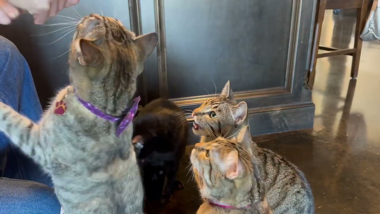 INABA Churu Cat Treats Overview | Should you get this? #ad #amazoninfluencer