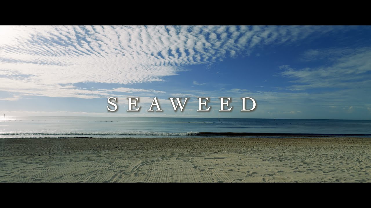 SEAWEED | Short Film | Pontastic MP