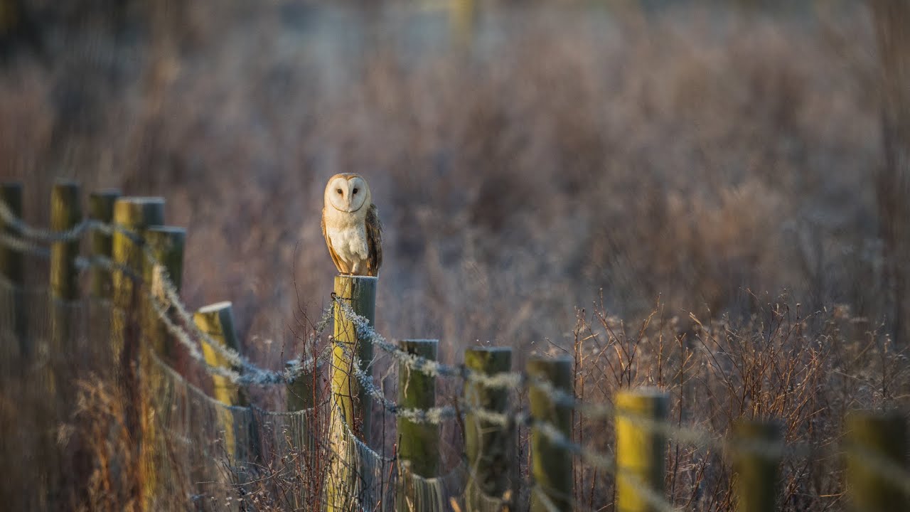 UK Wildlife Short Film | Winter Draft
