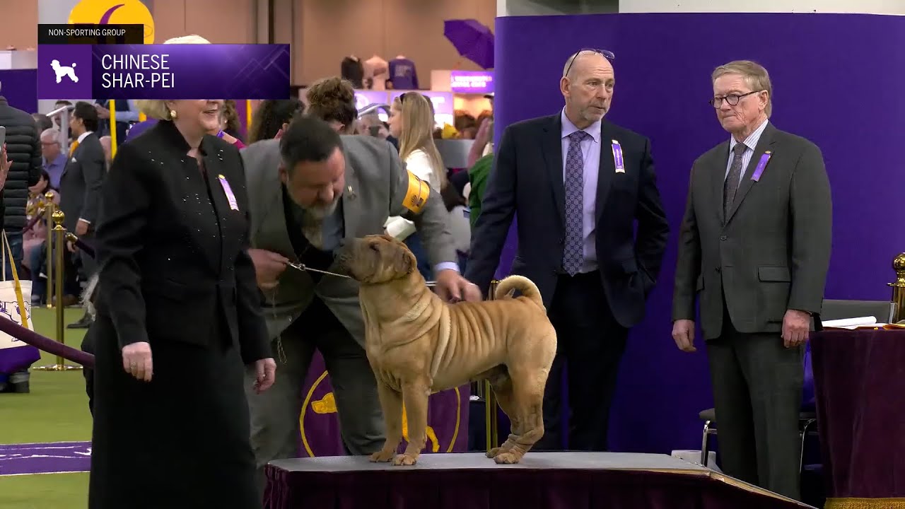 Chinese Shar-Pei | Breed Judging 2025