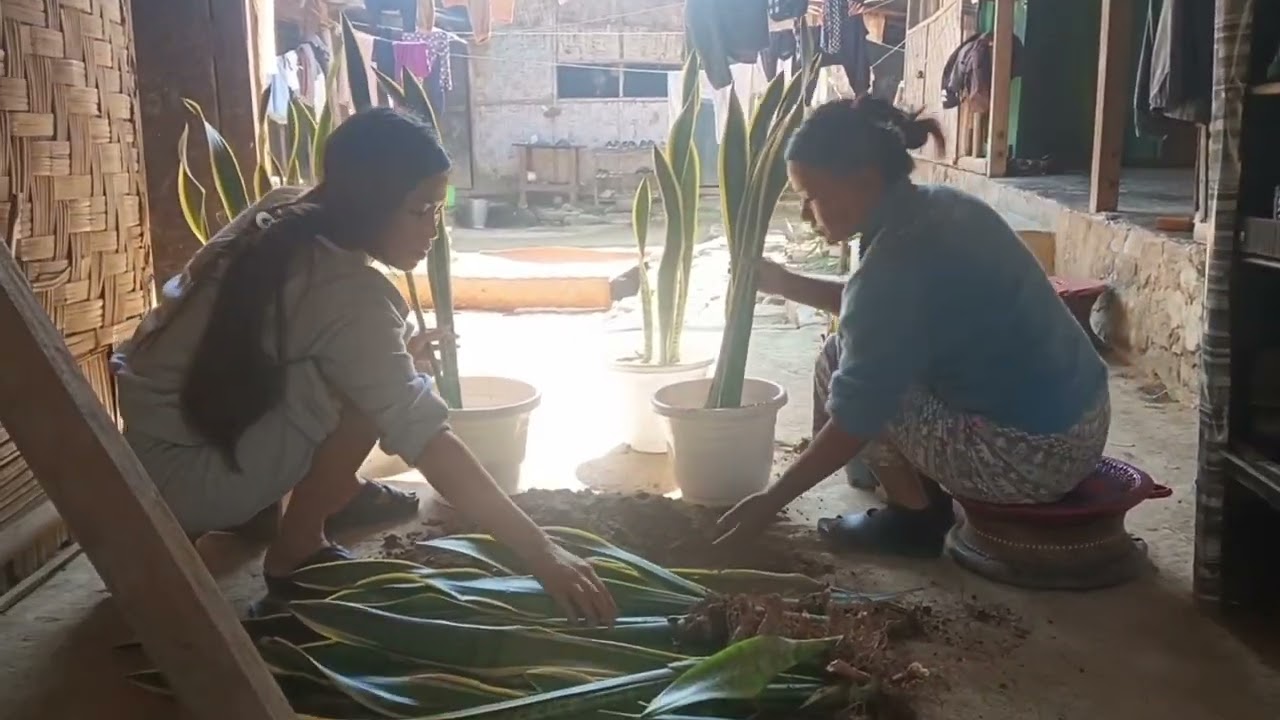 Indoor snake plant care Removed port 