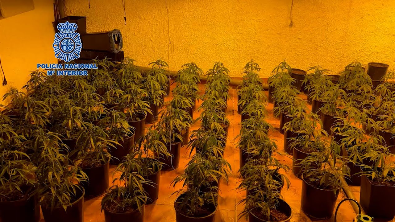 Golpe contra el cultivo ilegal de marihuana en Almería