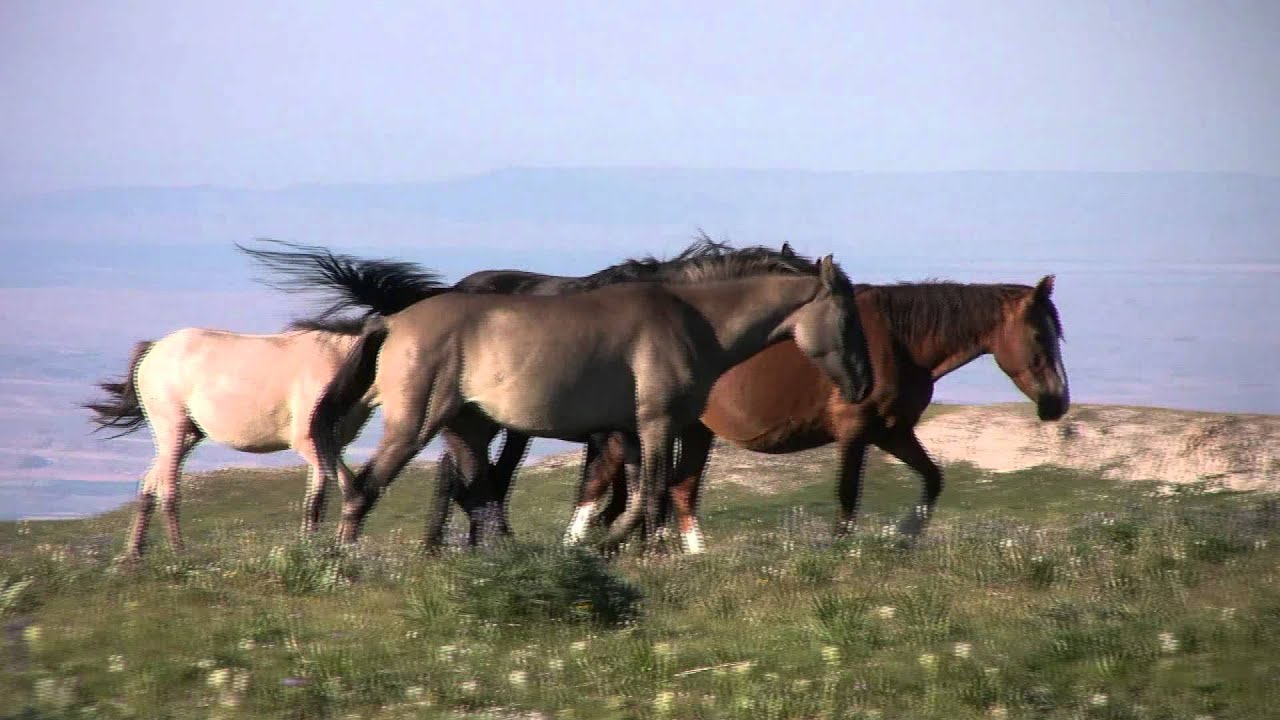 Pryor Mountain Wild Horses