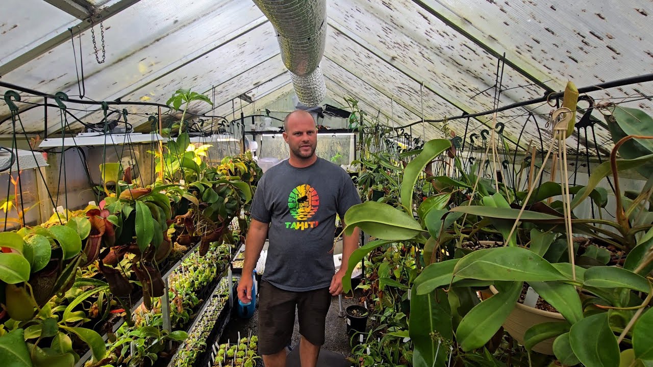 Huge nepenthes greenhouse summer tour