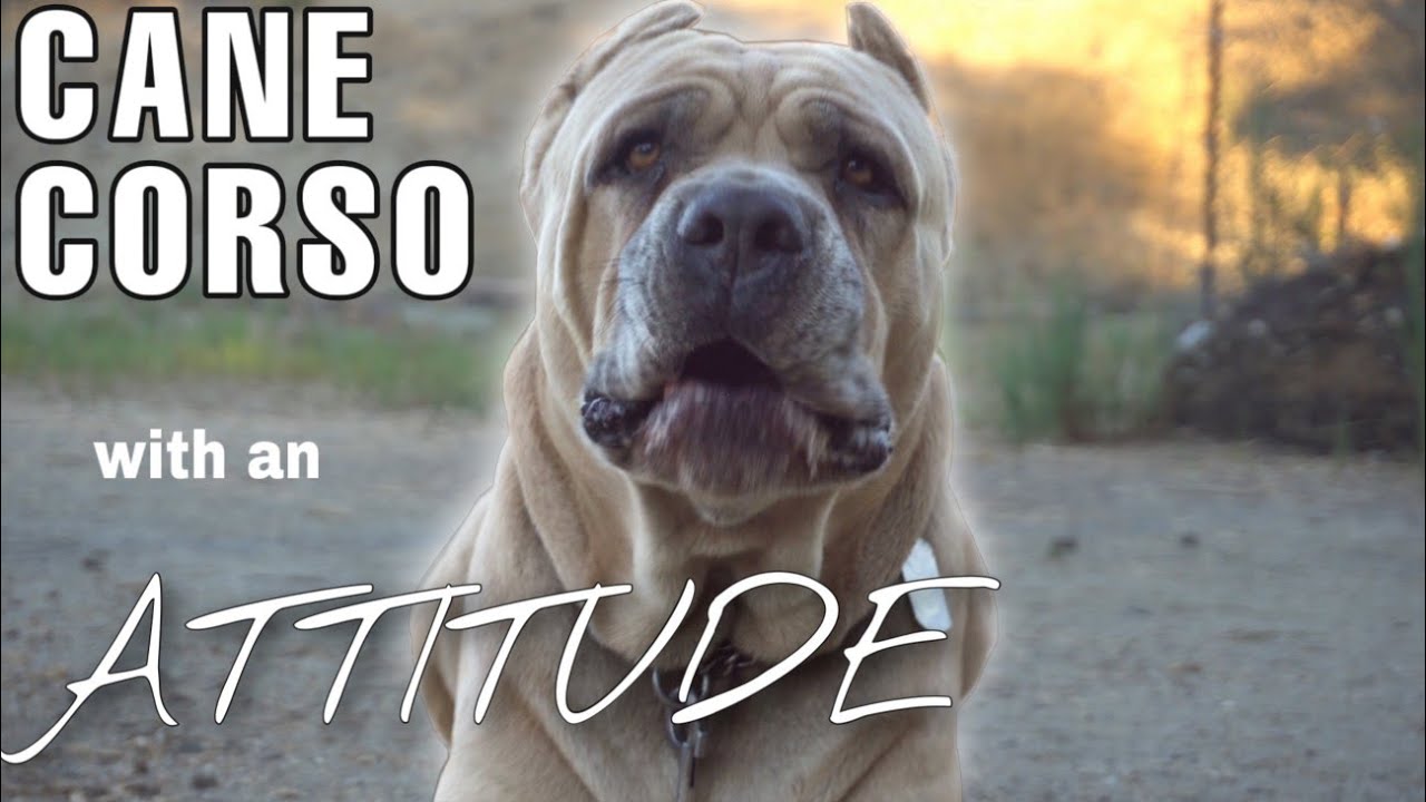 CANE CORSO - My dog talks back and won't listen
