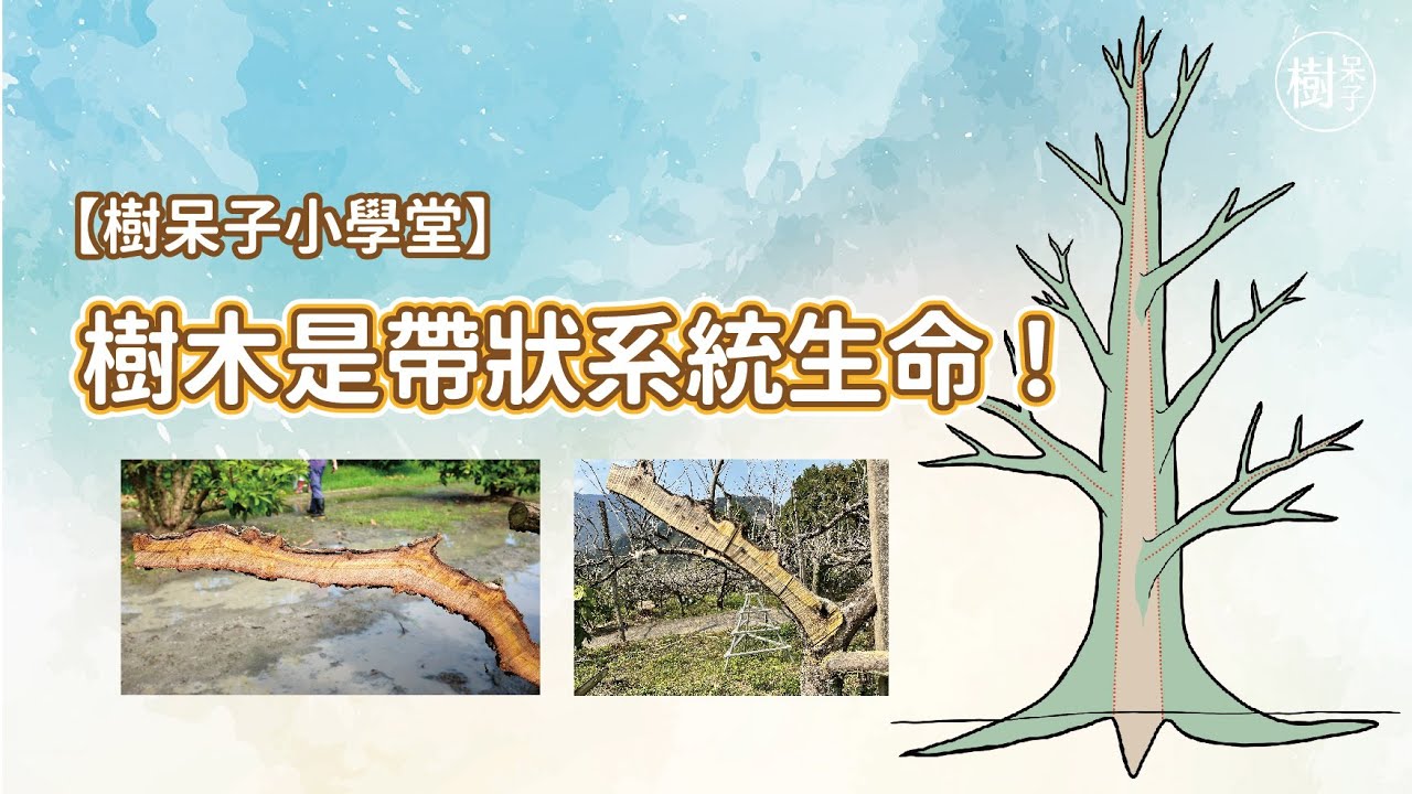 【樹呆子小學堂】樹木是帶狀的生命系統 #自然力栽培 #樹木修剪