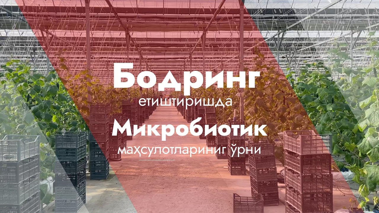 Бодринг (Бьерн F1) етиштиришда Микробиотик маҳсулотларининг самараси! 2022-йил.