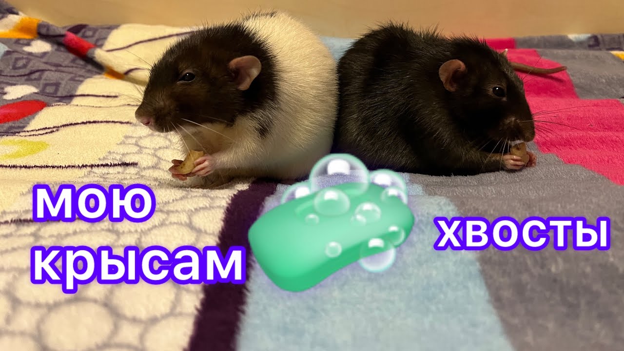 Мою крысам хвосты. #animal #животные #rat #крысы