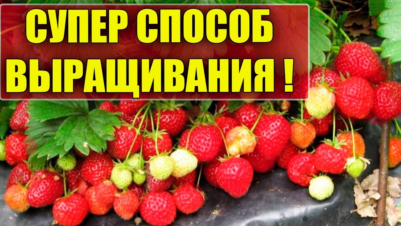 ВЫРАЩИВАНИЕ КЛУБНИКИ И ЗЕМЛЯНИКИ БУКЕТНЫМ СПОСОБОМ! ПОСЕВ СЕМЯН