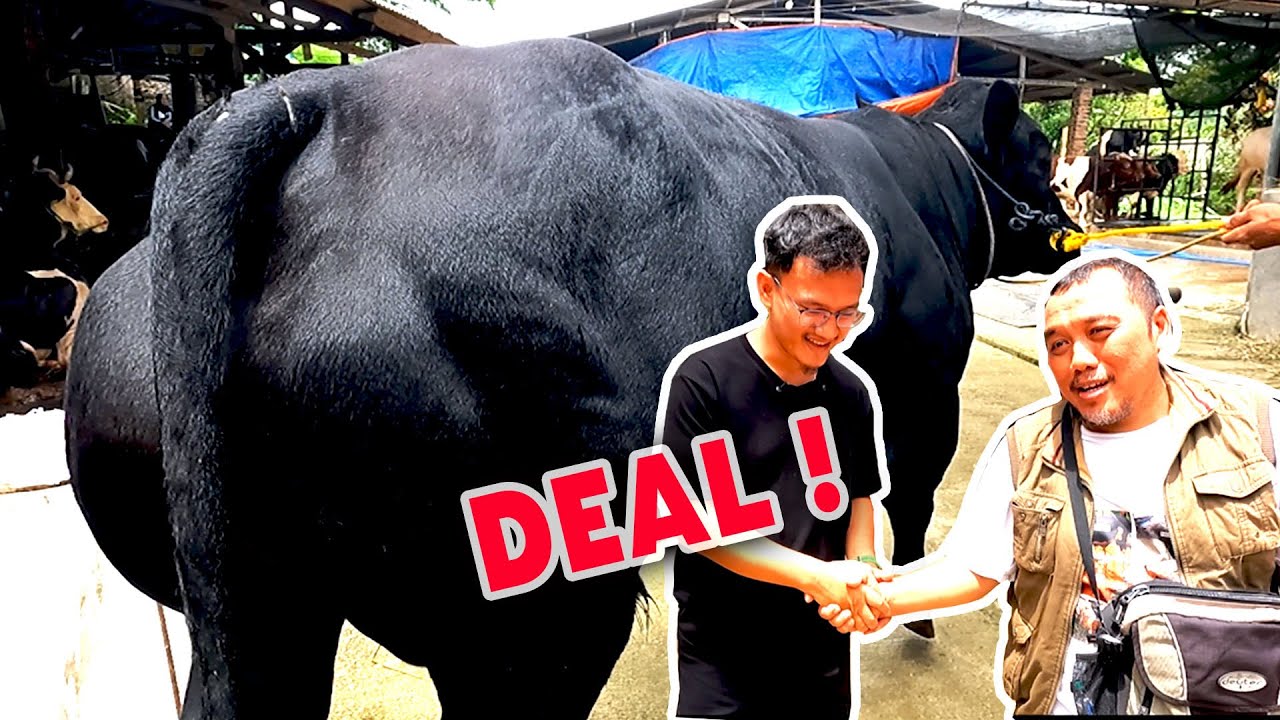 akhirnya , Sold Sapi Mewah 2 Ekor Di Bintang Tani Madani | Sapi Belgian Blue Dan Simental Malbor