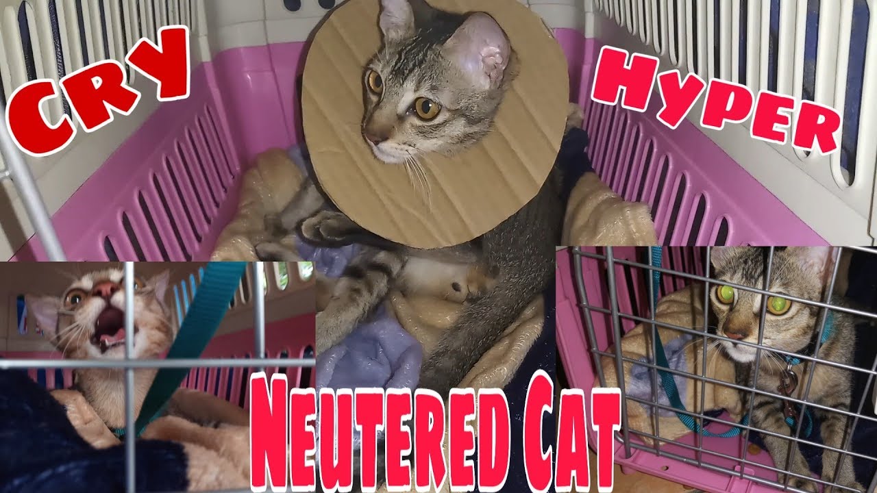 Cat Neuter Recovery Aftercare