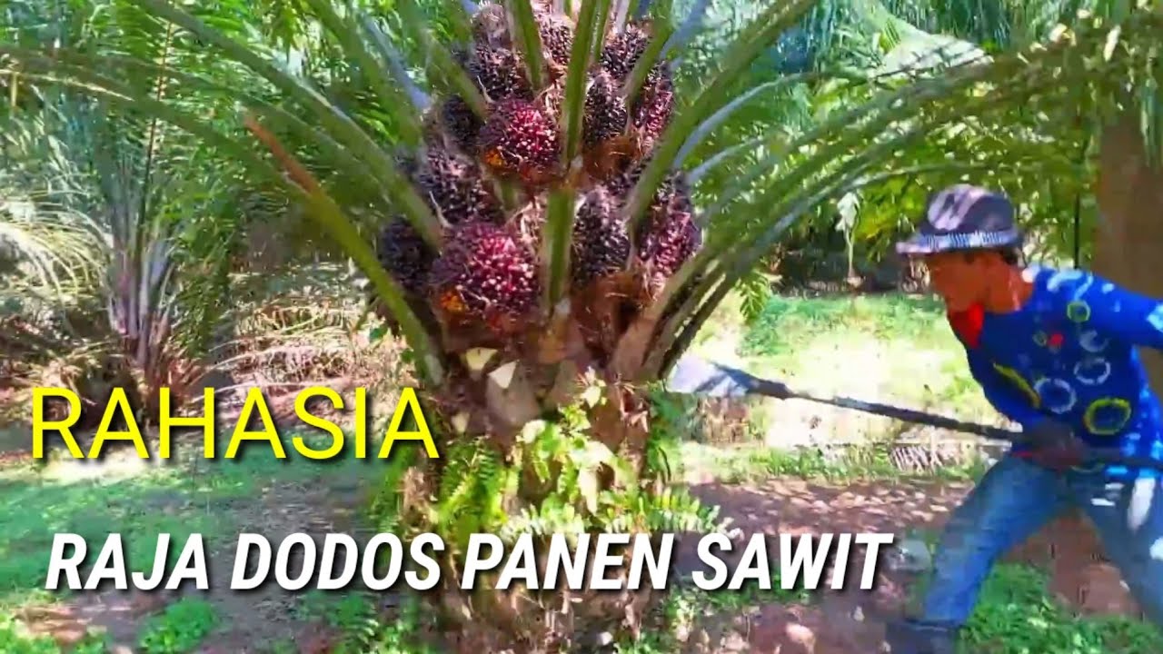 Rahasia raja dodos panen sawit unggul sawit super numpuk