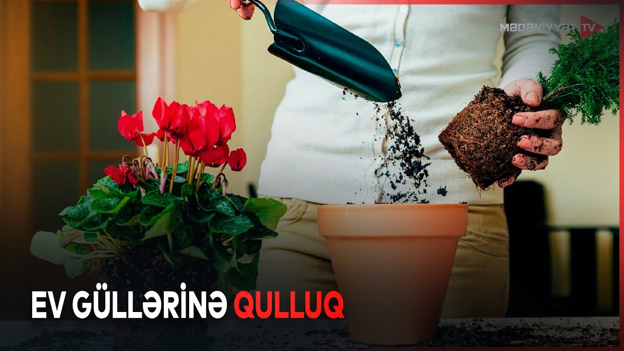 Dibçək güllərinə qulluq qaydaları...