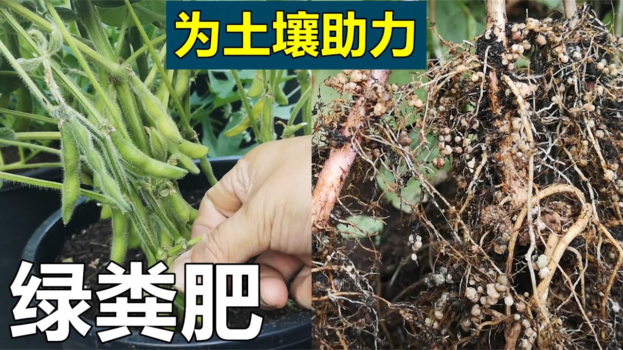 Feed your Soil with Green Manure 改良土壤, 土壤的食物: 绿粪肥