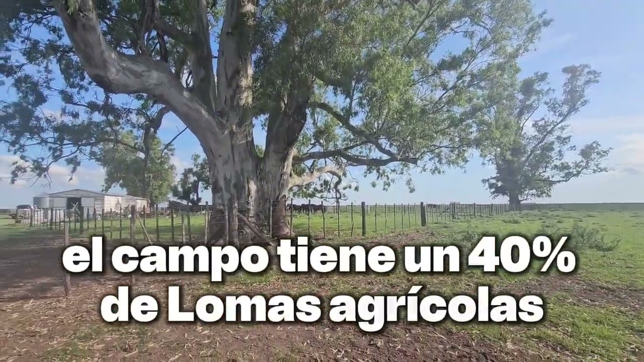 Campo en venta partido de pila 611 hect&aacute;reas 