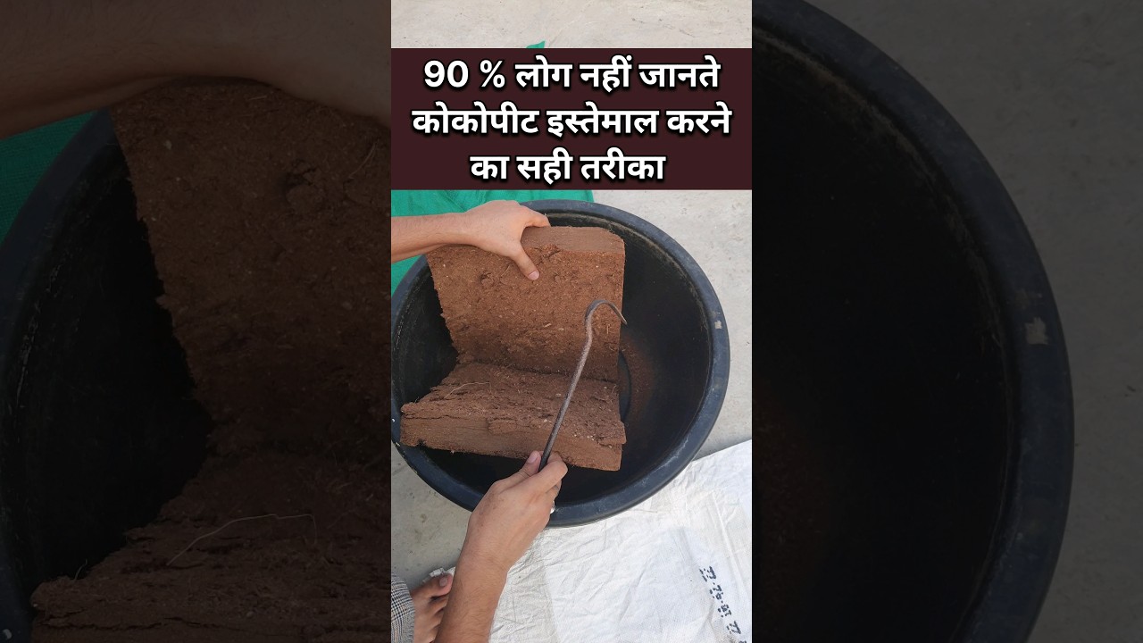 कोकोपीट use करने का सही तरीका जो 90% लोग नहीं जानते #cocopeat #organicgardening  #terracegarden