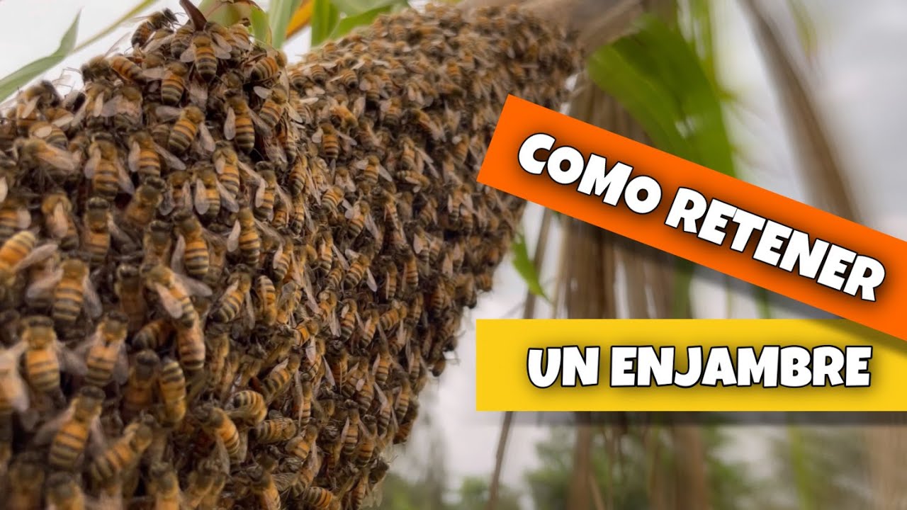 Como evitar que un enjambre de abejas abandone la caja