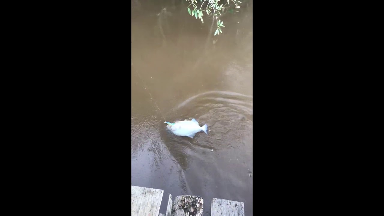 A big piranha caught with a lure at Uitkijk, Saramacca