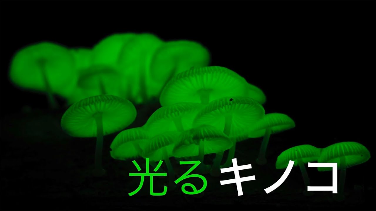 全国こども科学映像祭受賞作品　(82)H27年度第14回優秀作品賞小学生部門『光るきのこはなぜ光る？』