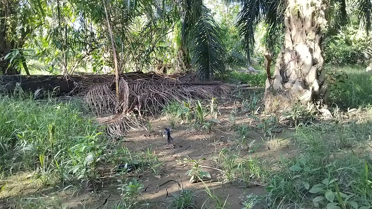 Kacer dada hitam masih melimpah